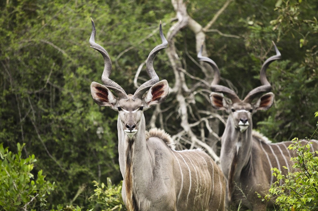 Kudu