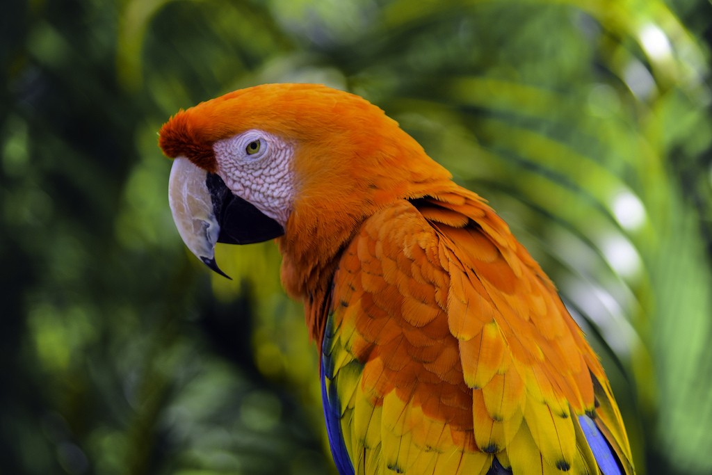 Wondrous wildlife| © CP Ewing/Flickr