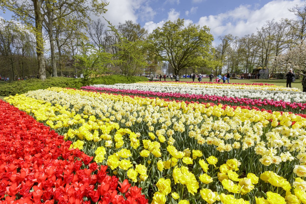 The Best Places to See Tulips in The Netherlands