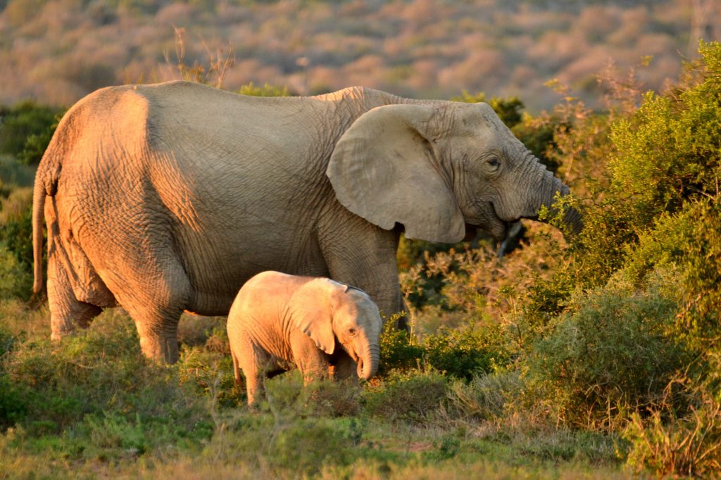 Elephants at Addo
