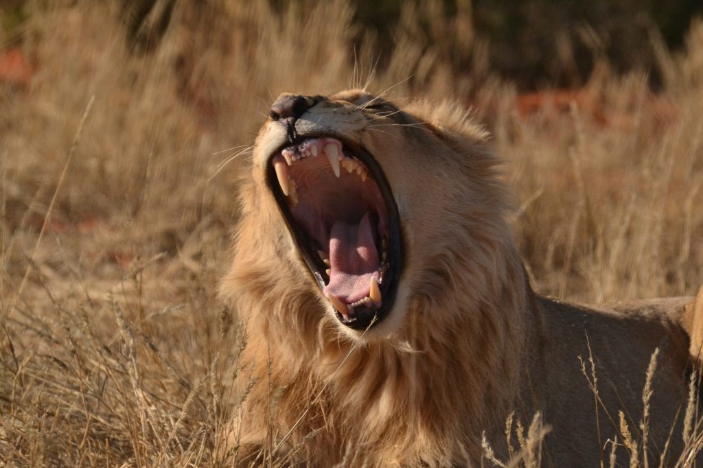 Lion roaring