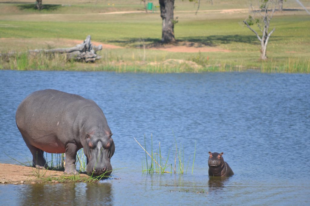 Hippos in the Kruger