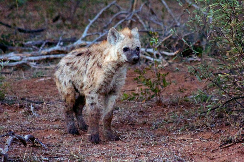 Young spotted hyena