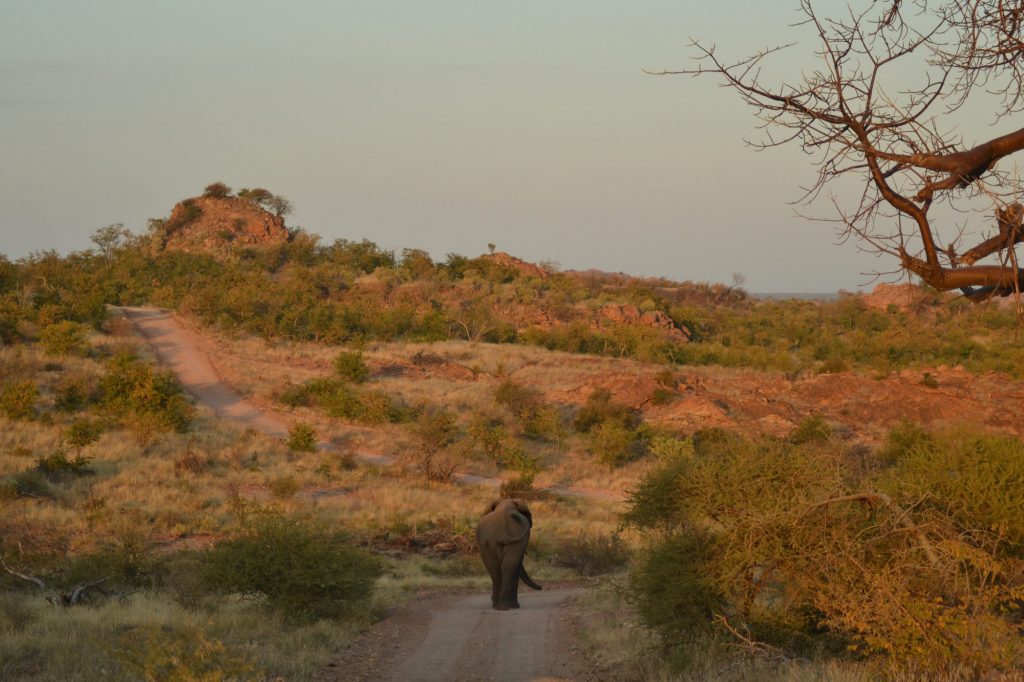 Elephant in the road at Mapungubwe
