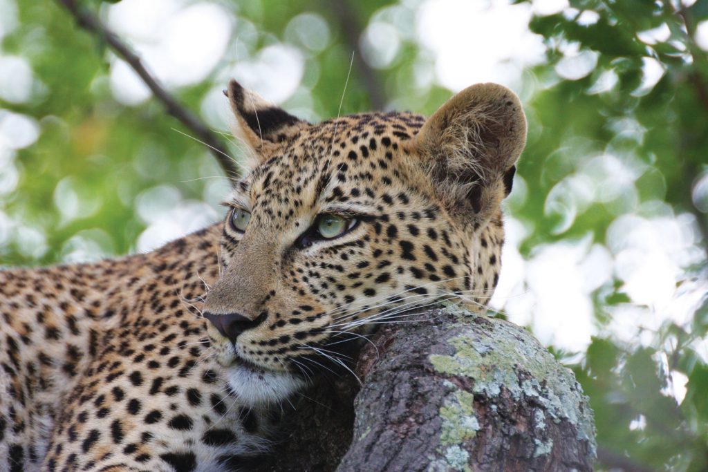 Leopard
