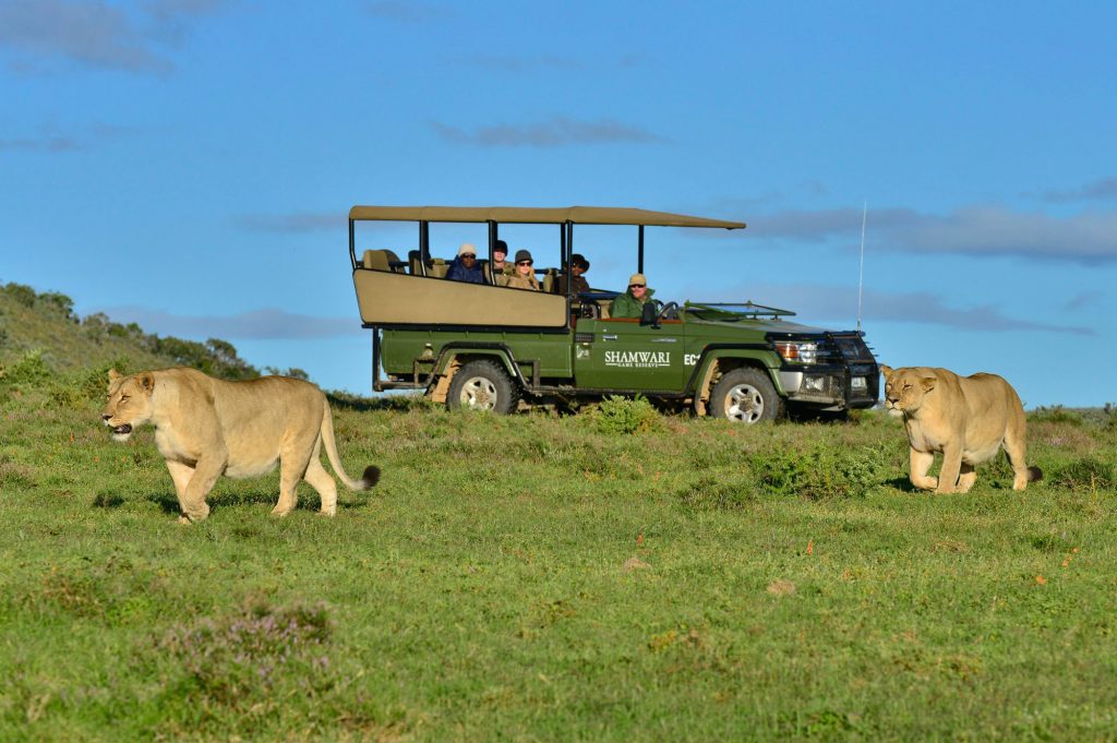 Safari at Shamwari