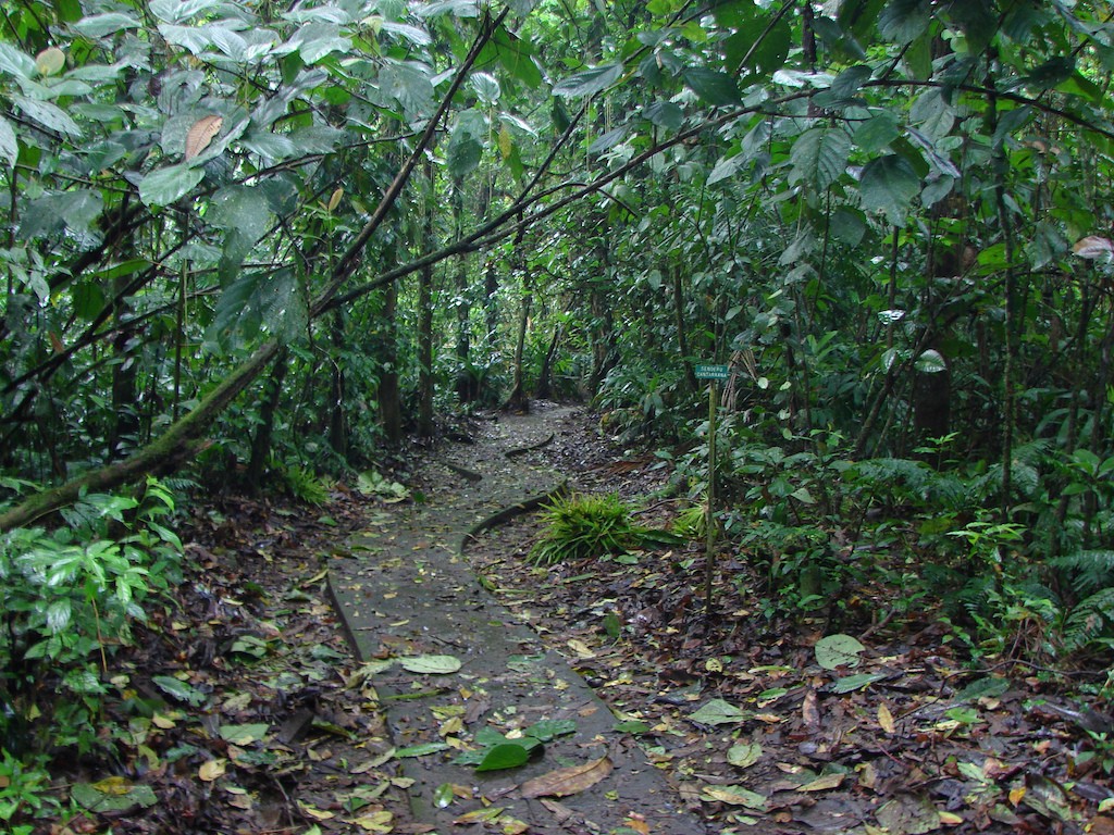 Head into the heart of the jungle |© Luiz Gadelha Jr./Flickr