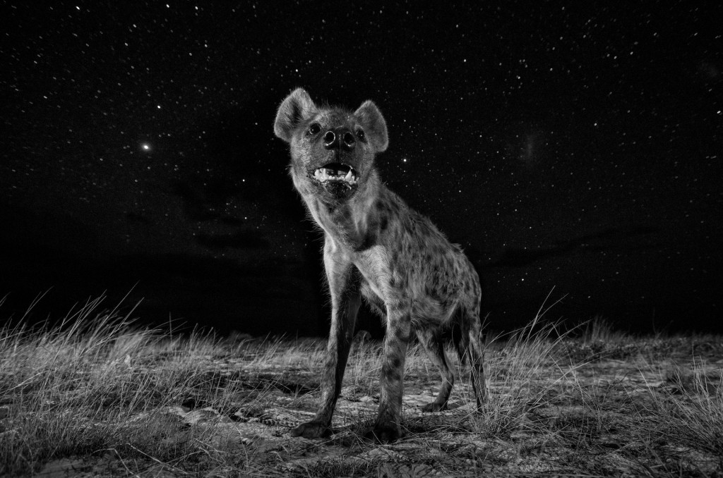 Will Burrard-Lucas, Spirit of the Night, 2017 | © Will Burrard-Lucas, United Kingdom, 1st Place, Professional, Natural World, 2017 Sony World Photography Awards