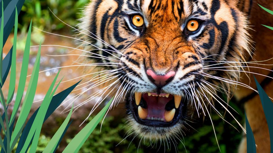 Manor Wildlife Park