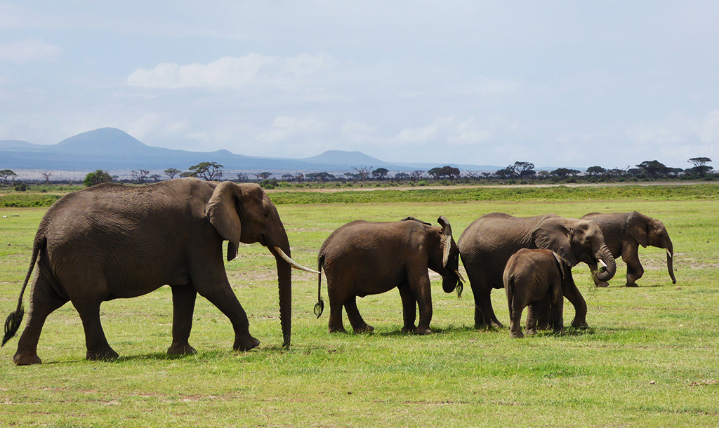 Elephants in Amboseli | © Regina Hart / Flickr