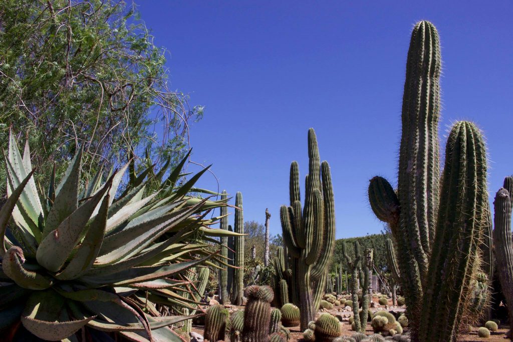Botanicactus © Leon Beckenham