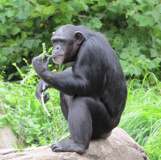 Chimpanzee. Credit: Skeeze/Pixabay