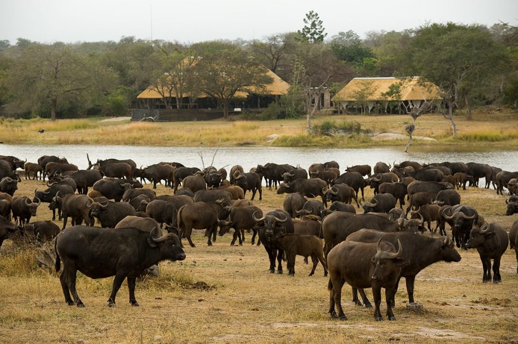 Chitwa House, South Africa | © Chitwa House