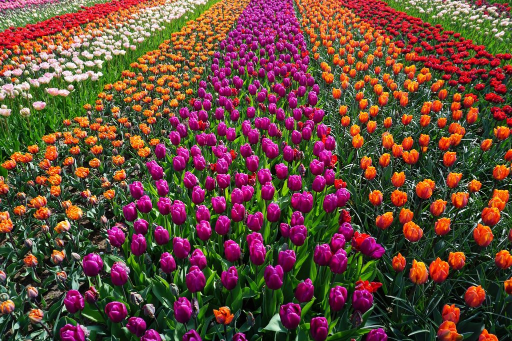 A Brief History of Dutch Tulips