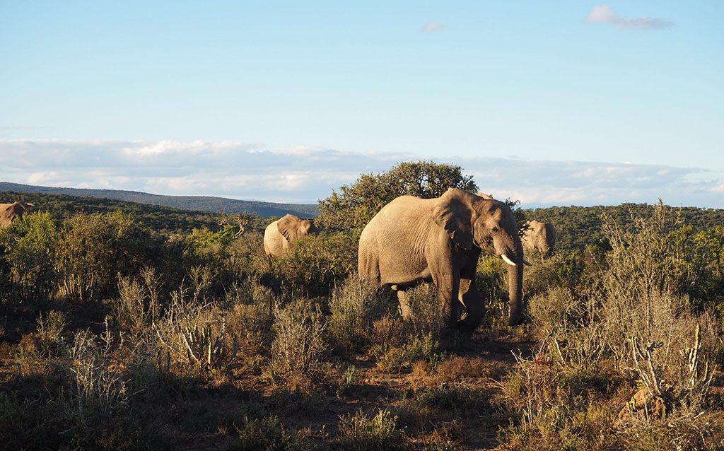 South Africa's Wildlife Is Under Threat and This Might Be ...