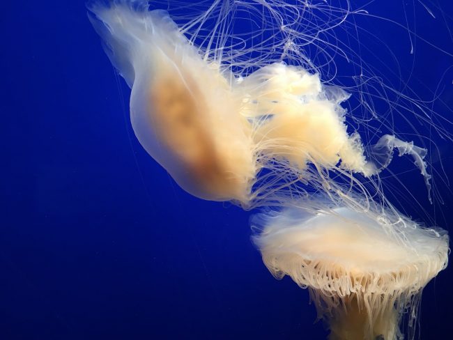 Jellyfish