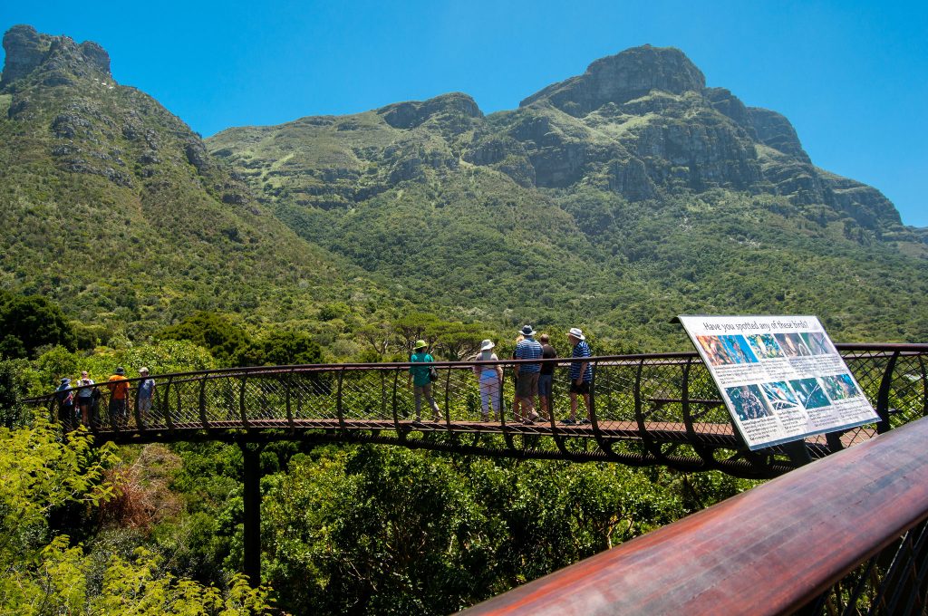 Kirstenbosch botanical gardens