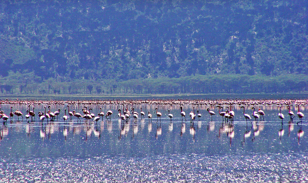 Flamingos on Lake Nakuru | © Tambako the Jaguar/Flickr