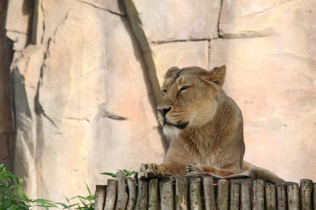 Lion at London Zoo