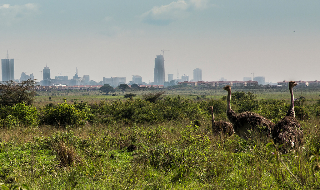 Ostriches in Nairobi National Park | © Ninara/ Flickr