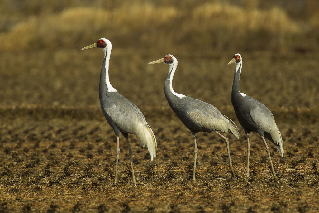 10 Animals Native to South Korea and Where to See Them
