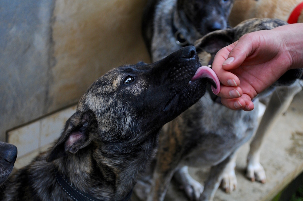 BAWA rescued dog | © Nikki Vargas