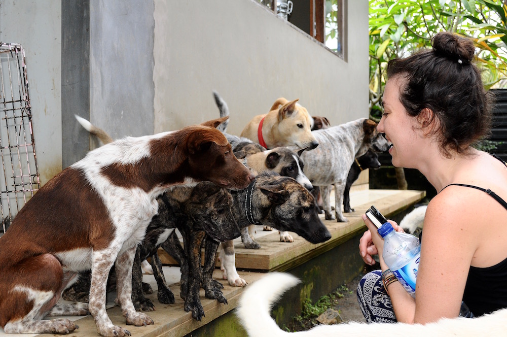 Rescued dogs at the BAWA Adoption house in Ubud | © Nikki Vargas