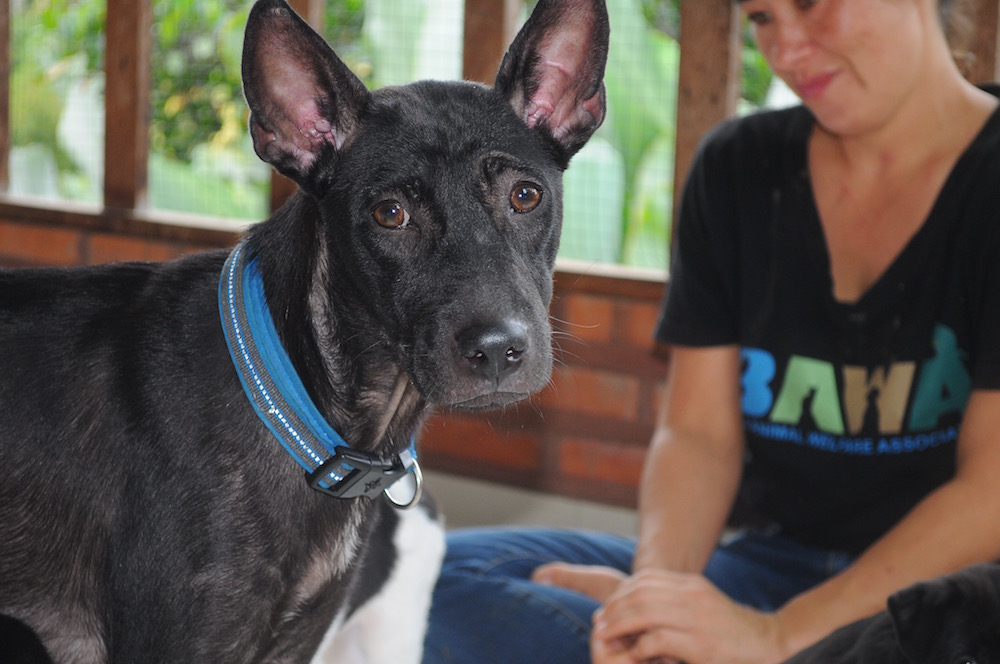 BAWA Puppy Adoption House | © NikkI Vargas