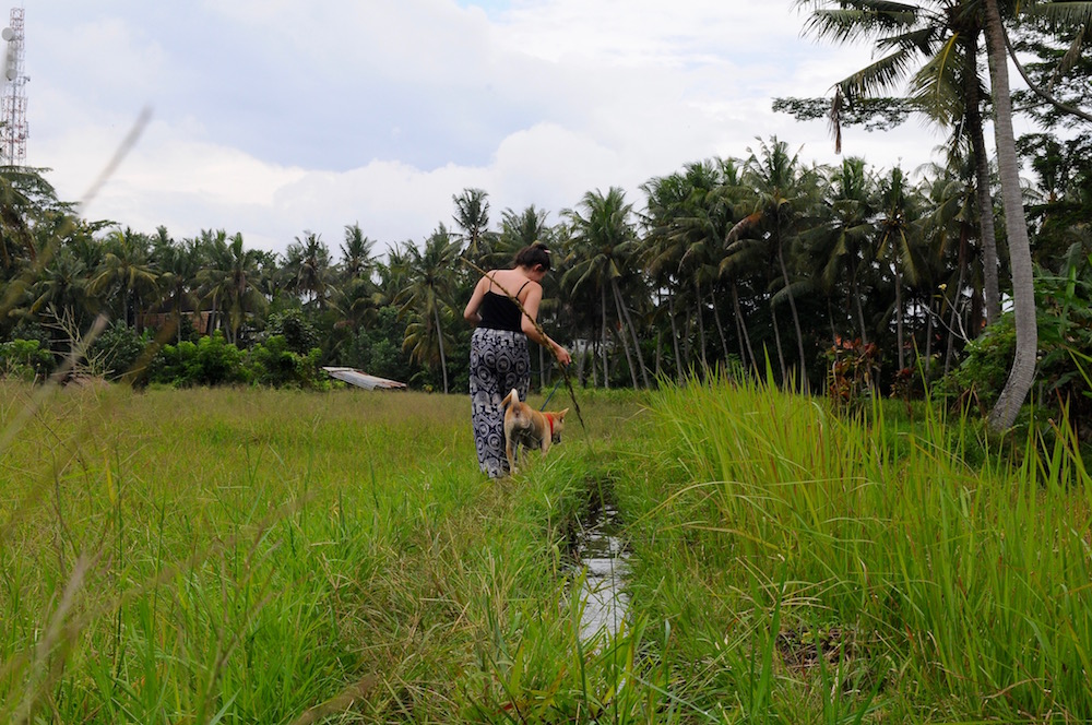Walking a rescue through the rice paddies | © Nikki Vargas