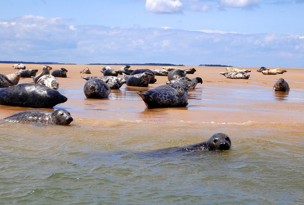 Where to Go Seal Spotting in Ireland