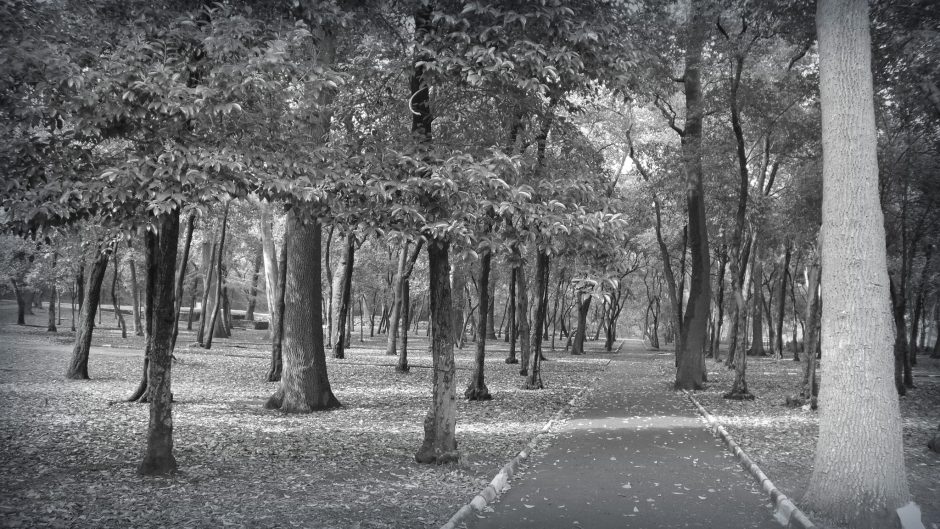 Bosque de Chapultepec