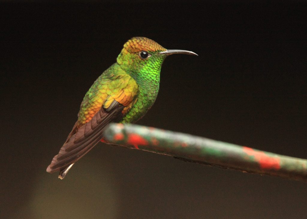 hummingbird species you can find only in and around costa rica hummingbird species you can find only in and around costa rica