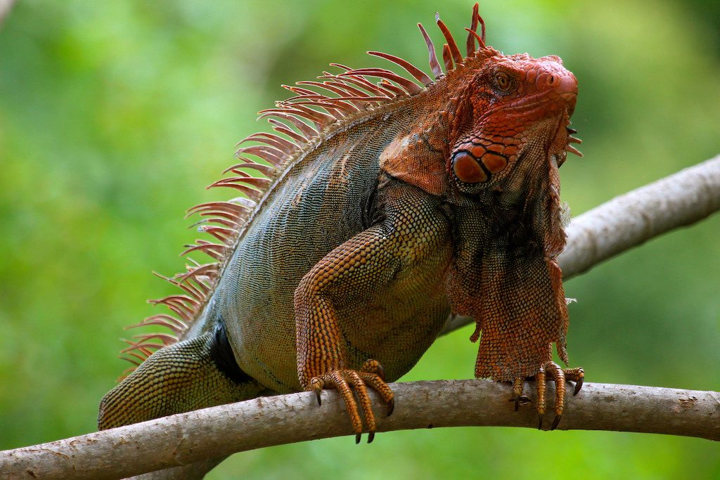 The Best Animal Rescue Centers and Sanctuaries in Costa Rica