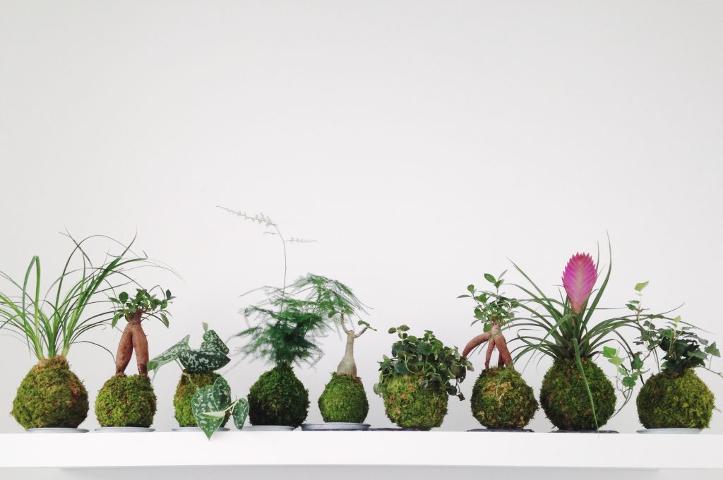 La famille kokedama │ Courtesy of Ikebanart