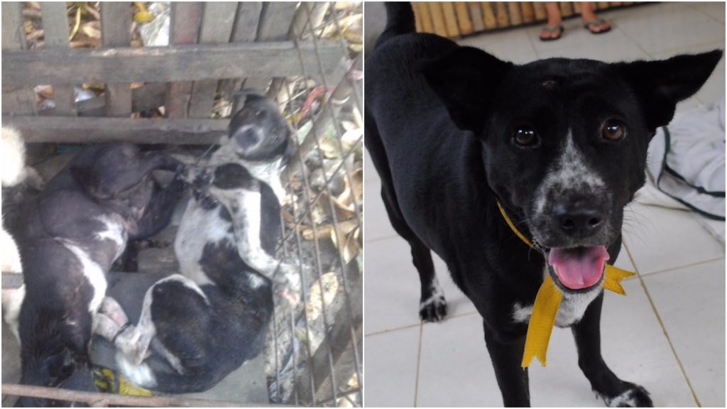 Cinta, a dog rescued by BAWA Bali | © Nikki Vargas
