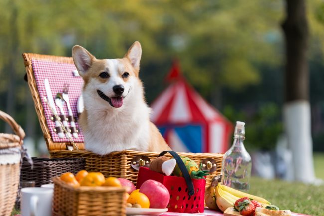 Seven Foods You Absolutely Must Not Share With Your Dog Or Cat