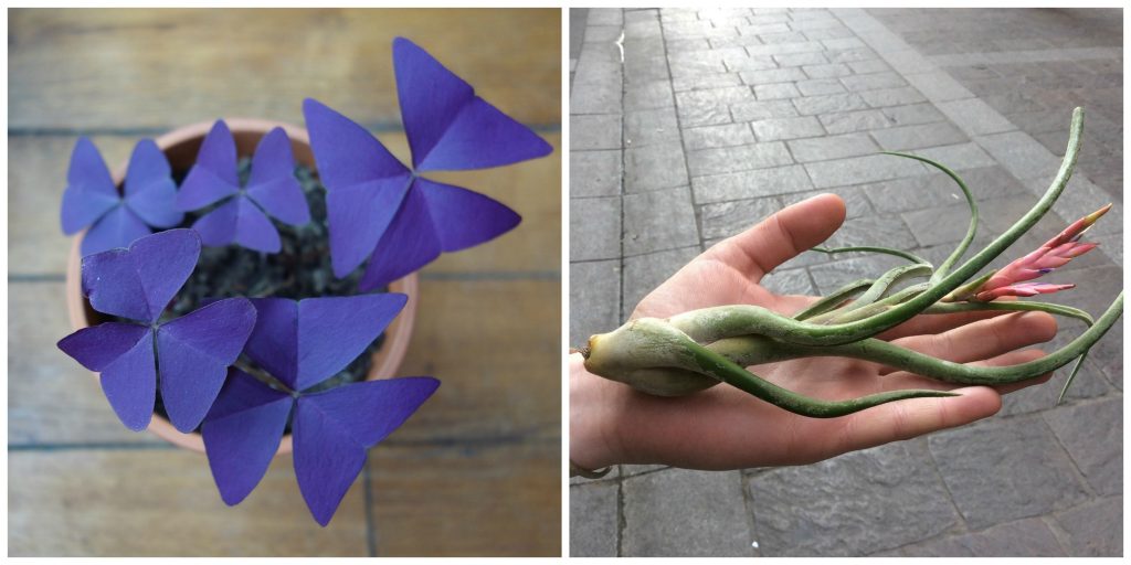 Unique plants at Girls & Roses │ Courtesy of Girls & Roses