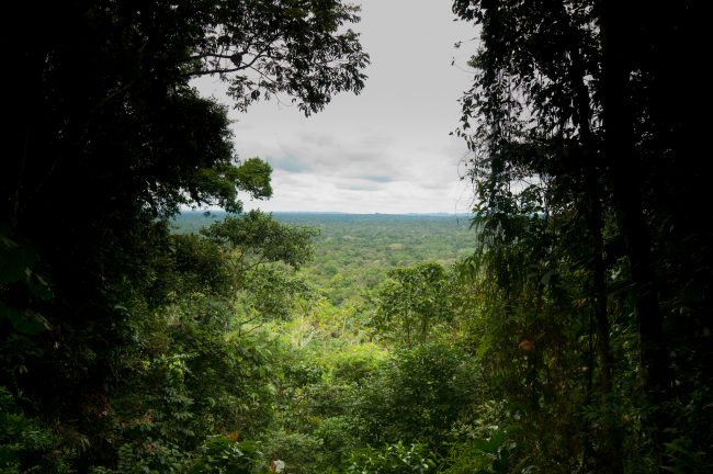 An Affordable Guide To Discovering Yasuni National Park Ecuador An Affordable Guide To Discovering Yasuni National Park Ecuador