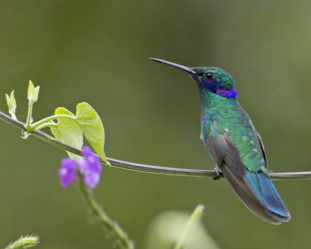 where to find ecuador s hummingbirds where to find ecuador s hummingbirds