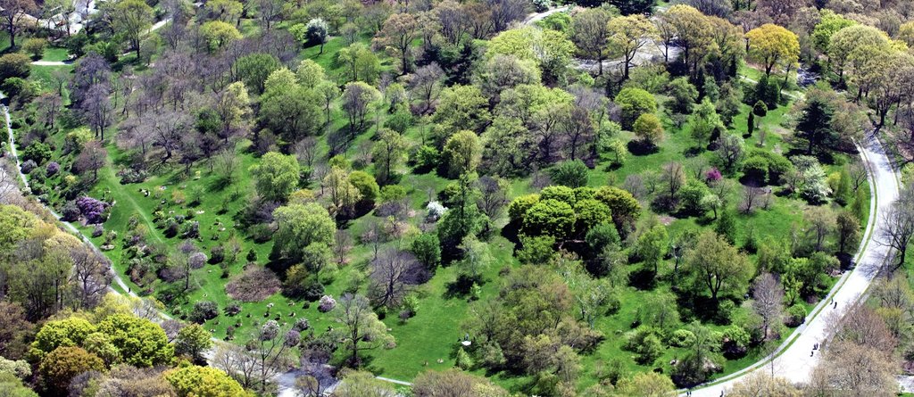 Courtesy of Arnold Arboretum