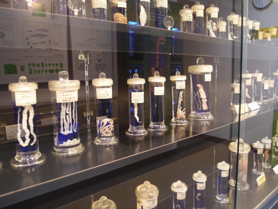 Inside the Meguro Parasitological Museum