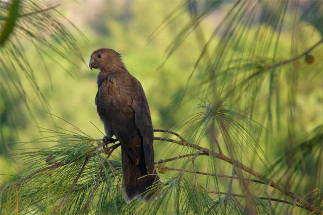 20 unmissable attractions in Seychelles - spotting black parrots