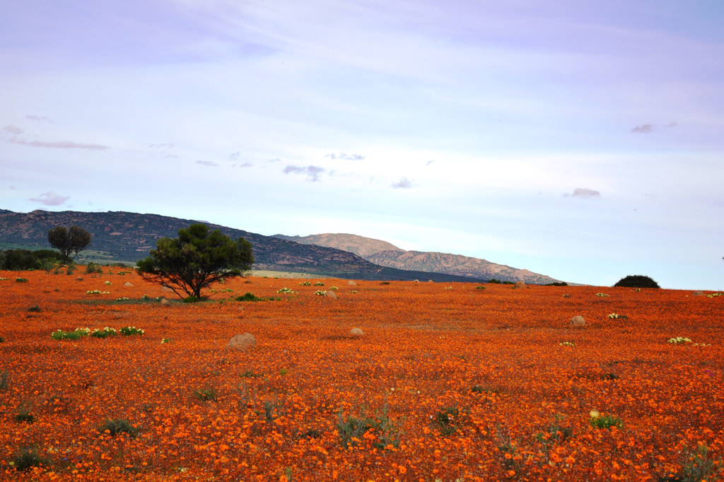 Camping namaqualand