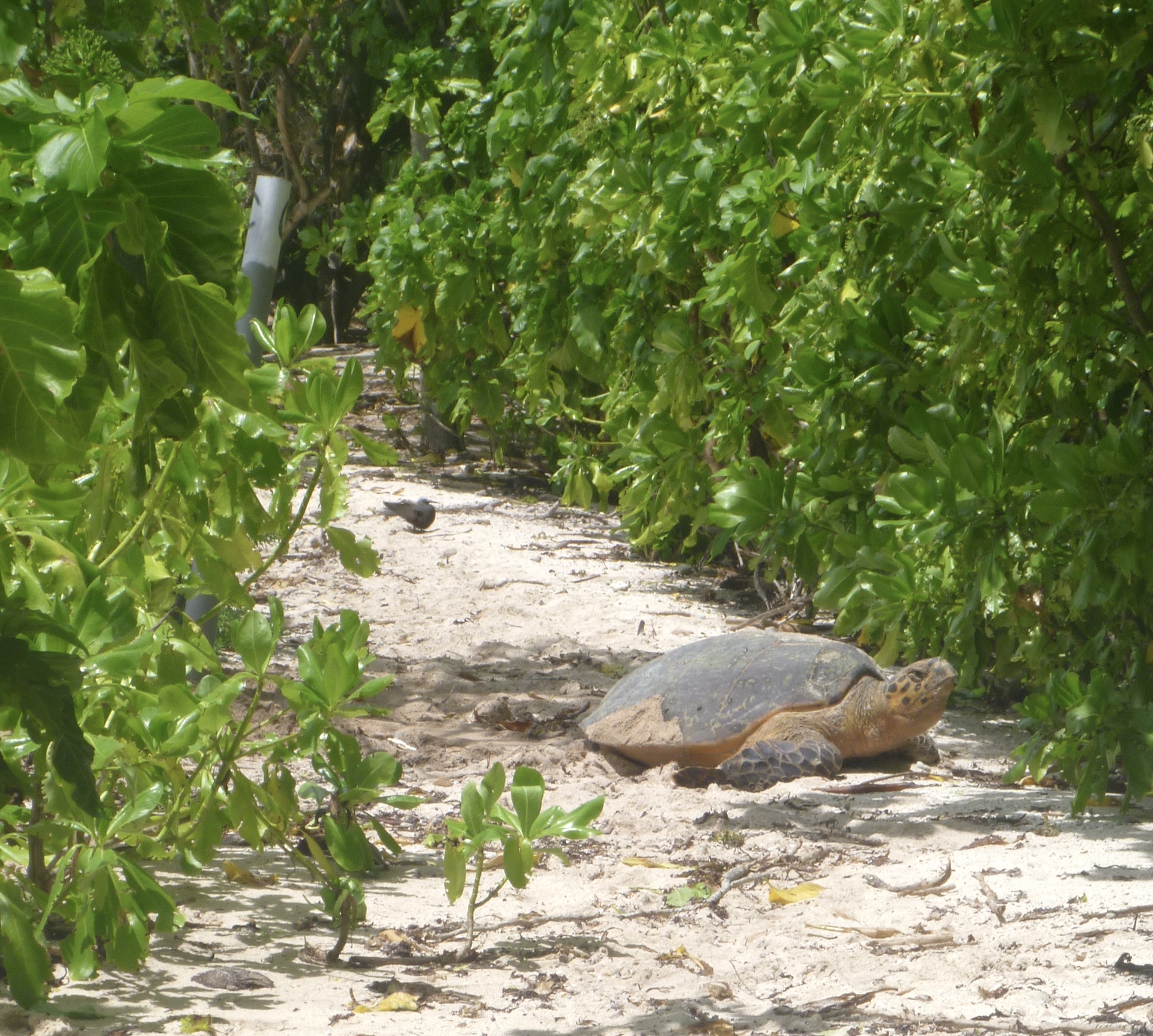Unique experiences in Seychelles - daytime turtle nesting