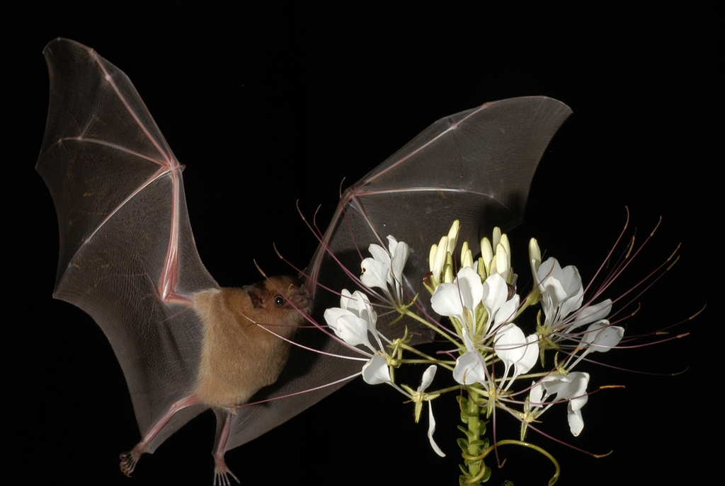 This Delicious Tequila Is Helping to Preserve Mexico’s Threatened Bat