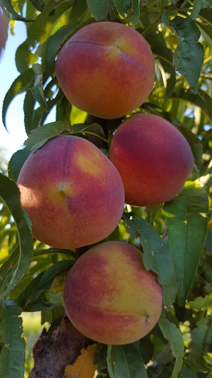 Peaches for sell at Gilcrease Orchard | Courtesy of Gilcrease Orchard