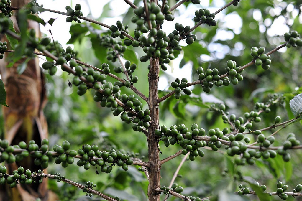 Coffee plant