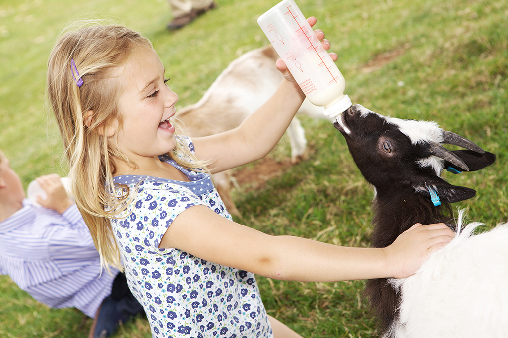 Bottle Feeding Lambs | Courtesy of Cotswold Farm Park