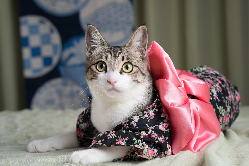 Cat Kimonos The Japanese Trend the Whole Needs to Know About