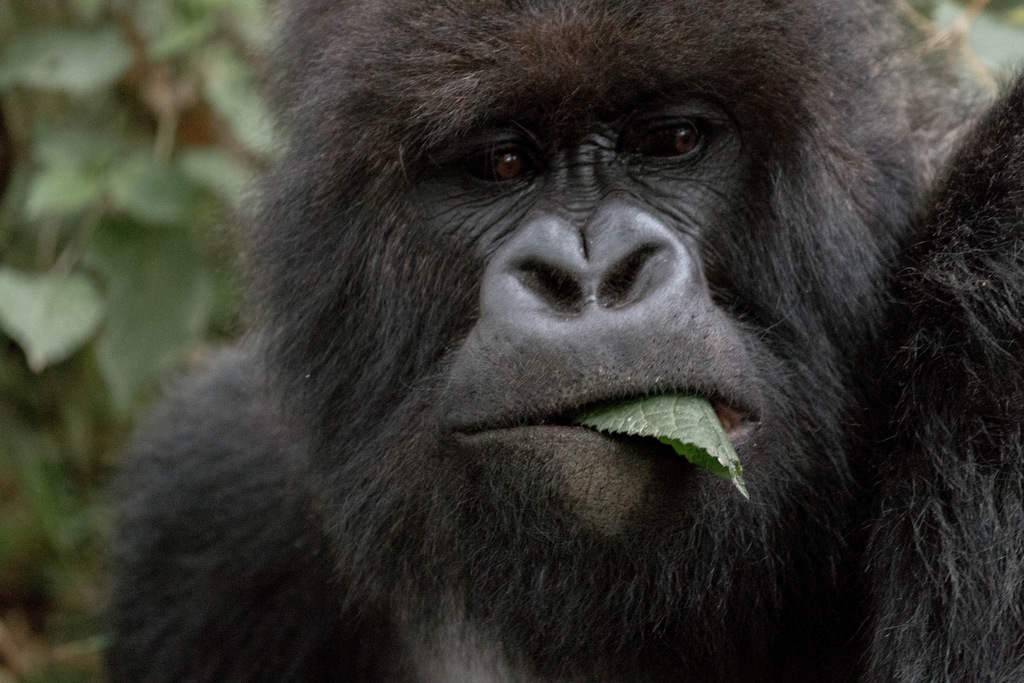 Mountain gorilla tracking
